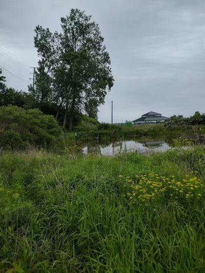 Wetlands County Park - Port Huron,