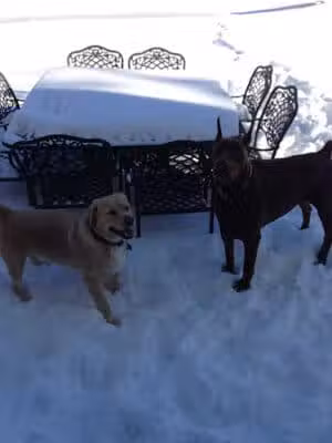 Lucky Dogs Grooming LLC - Port Monmouth, NJ