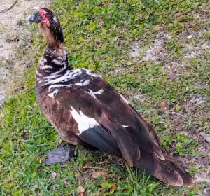Memorial Park - Port Orange, FL