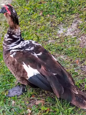 Memorial Park - Port Orange, FL