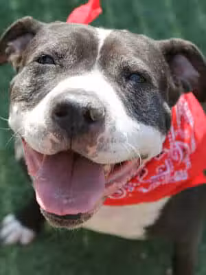 My Dog Park Cafe - Port Orange, FL