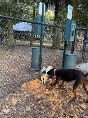 Seemor Memorial Park (Dog Park) - Port Orange, FL