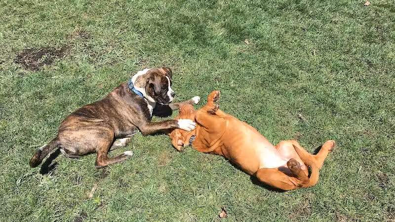 Bark Park Dog Park and Dog Day Care - Portage,