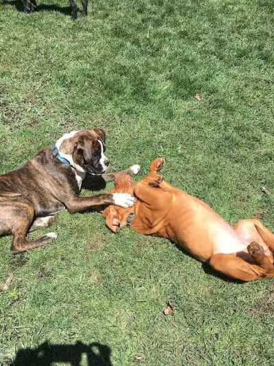 Bark Park Dog Park and Dog Day Care - Portage,