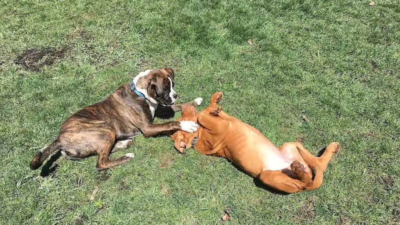 Bark Park Dog Park and Dog Day Care - Portage,