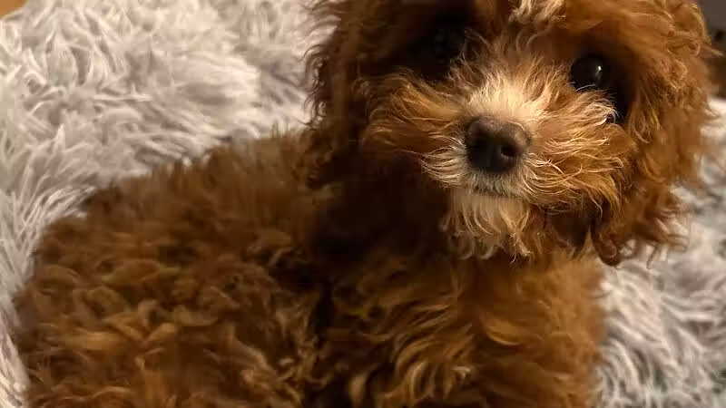 Bark Park Dog Park and Dog Day Care - Portage,