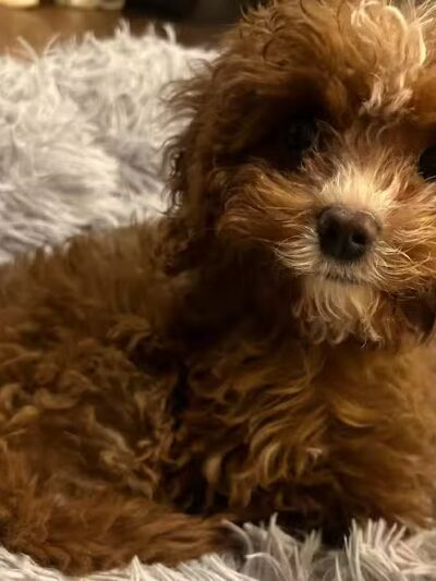 Bark Park Dog Park and Dog Day Care - Portage,