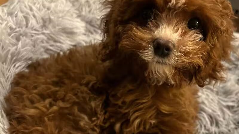 Bark Park Dog Park and Dog Day Care - Portage,