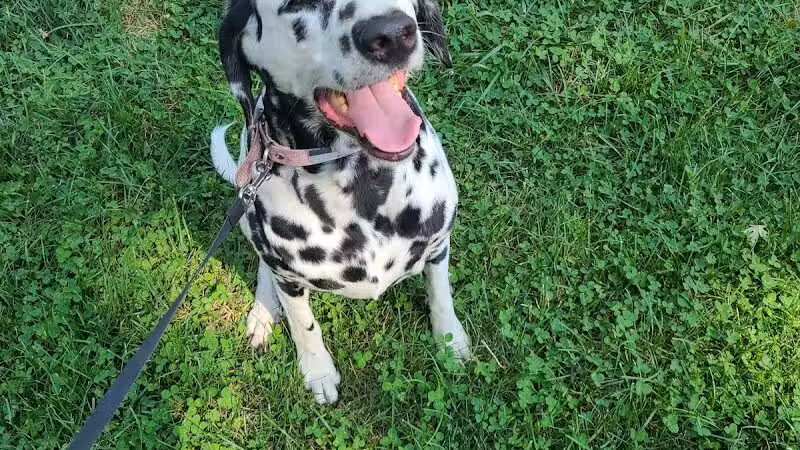 Bark Park Dog Park and Dog Day Care - Portage,