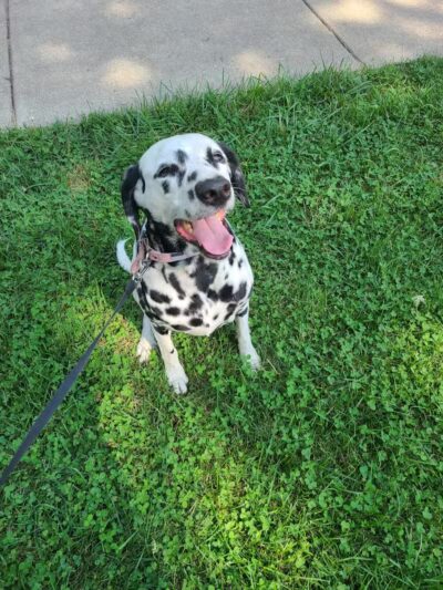Bark Park Dog Park and Dog Day Care - Portage,