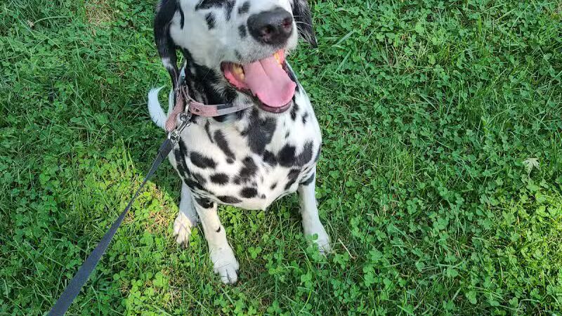 Bark Park Dog Park and Dog Day Care - Portage,