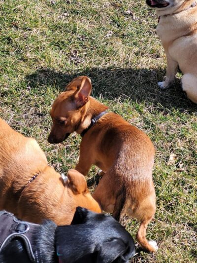 Woodland Dog Park - Portage, IN