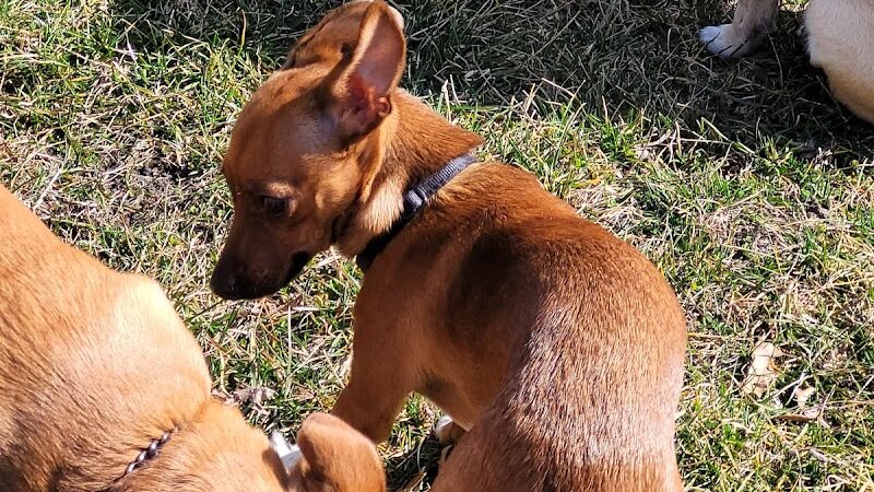 Woodland Dog Park - Portage, IN