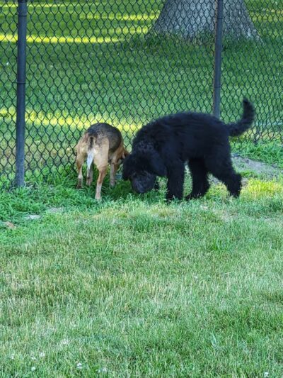 Woodland Dog Park - Portage, IN