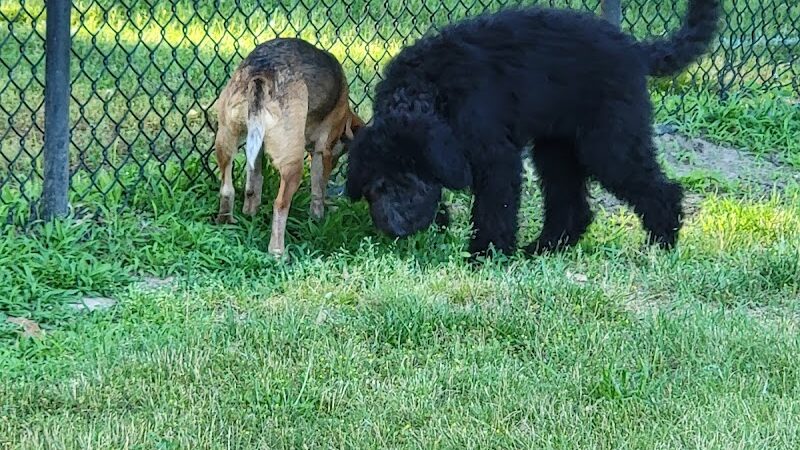 Woodland Dog Park - Portage, IN