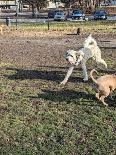Woodland Dog Park - Portage, IN