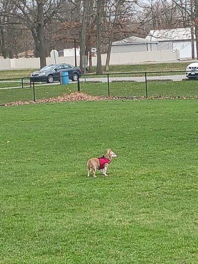 Woodland Dog Park - Portage, IN