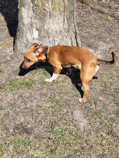 Woodland Dog Park - Portage, IN