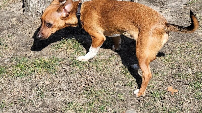 Woodland Dog Park - Portage, IN