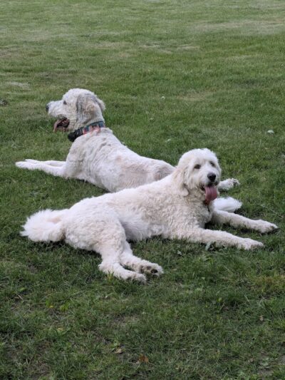 Woodland Dog Park - Portage, IN