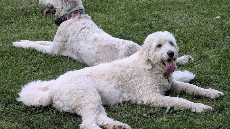 Woodland Dog Park - Portage, IN