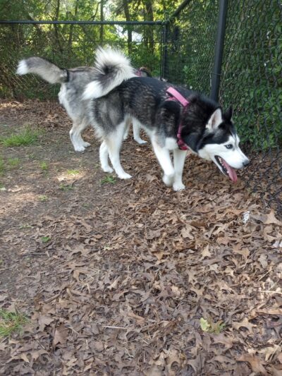 Woodland Dog Park - Portage, IN