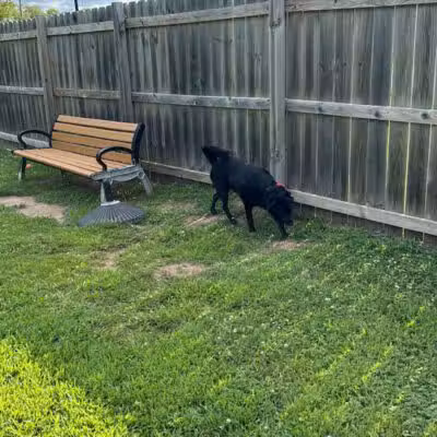 Lincoln Dog Park - Portage,