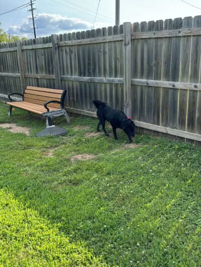 Lincoln Dog Park - Portage,