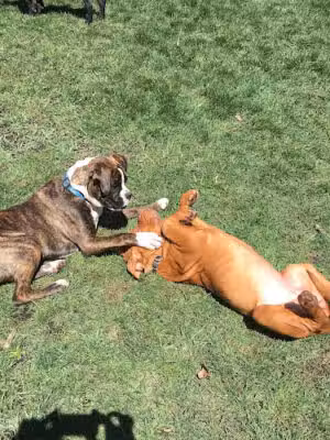 Bark Park Dog Park and Dog Day Care - Portage,