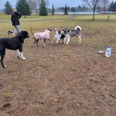 South Westnedge Dog Park - Portage, MI