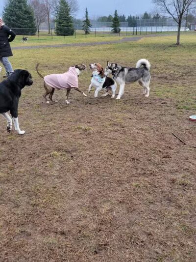 South Westnedge Dog Park - Portage, MI