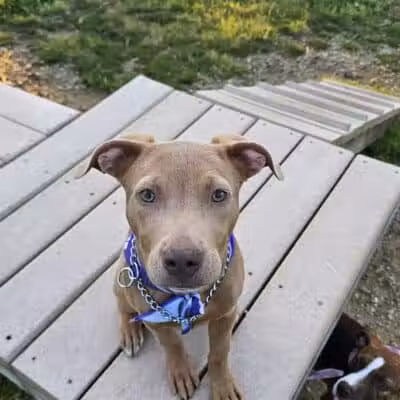 South Westnedge Dog Park - Portage, MI