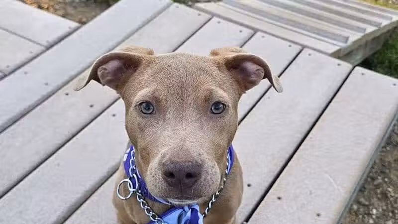 South Westnedge Dog Park - Portage, MI