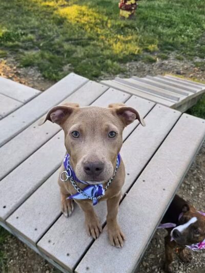 South Westnedge Dog Park - Portage, MI