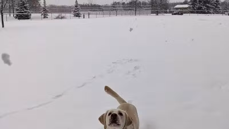 South Westnedge Dog Park - Portage, MI