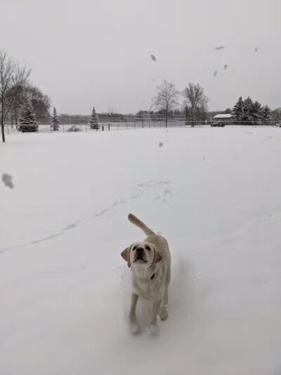 South Westnedge Dog Park - Portage, MI