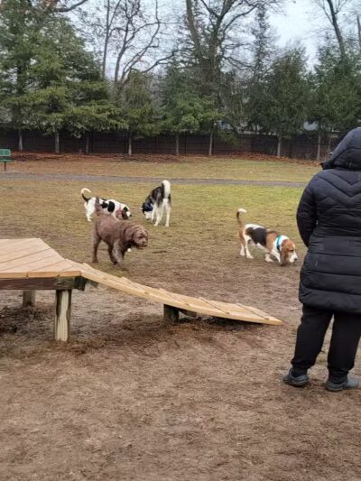 South Westnedge Dog Park - Portage, MI
