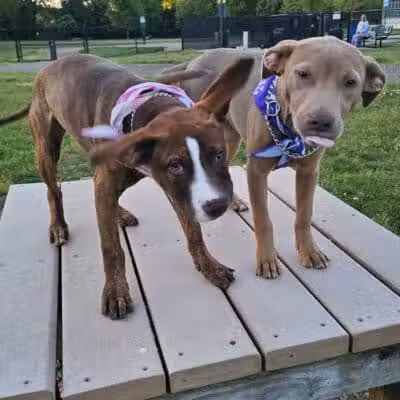 South Westnedge Dog Park - Portage, MI