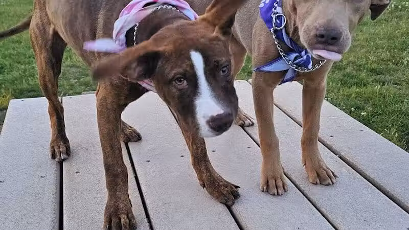 South Westnedge Dog Park - Portage, MI