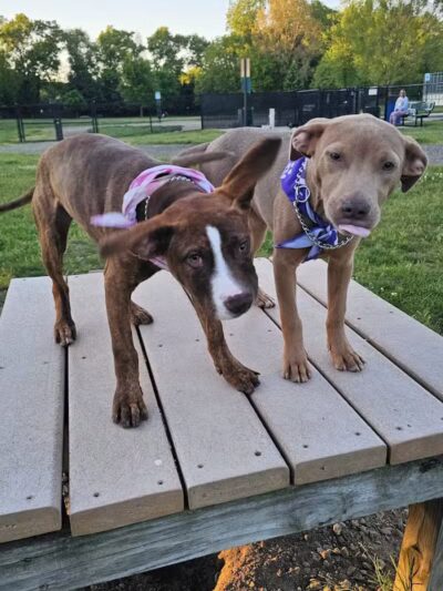 South Westnedge Dog Park - Portage, MI