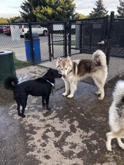 South Westnedge Dog Park - Portage, MI