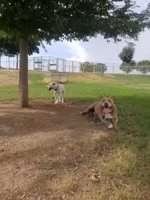 Porterville Dog Park - Porterville, CA