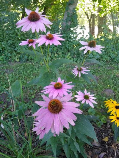 Bogue Flats Recreation Area - Portland,
