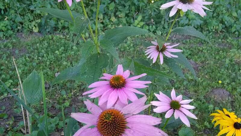 Bogue Flats Recreation Area - Portland,