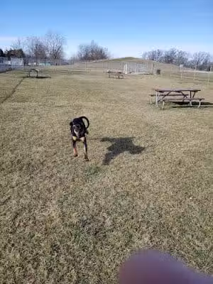 Portland Dog Park - Portland, IN