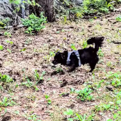Quarry Run Dog Park - Portland, ME