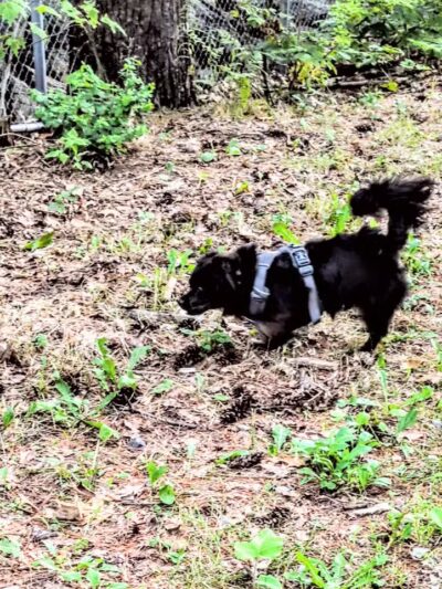 Quarry Run Dog Park - Portland, ME