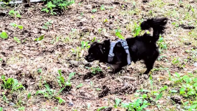 Quarry Run Dog Park - Portland, ME