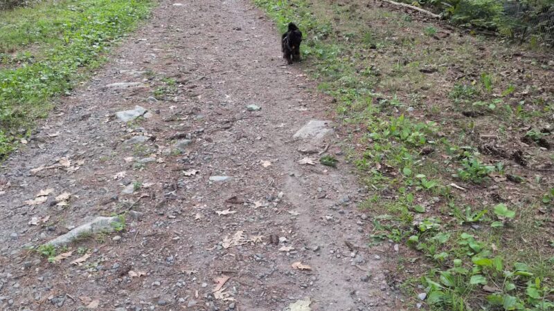 Quarry Run Dog Park - Portland, ME
