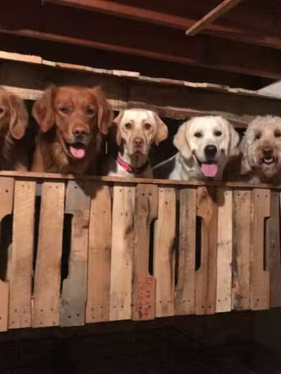 Paws-A-Playin’, LLC - Potterville,